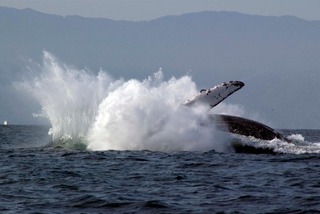 humpback whale 3