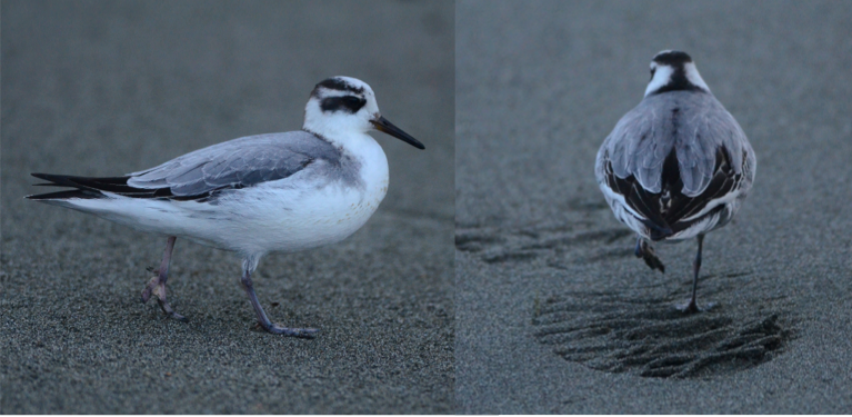 phalarope