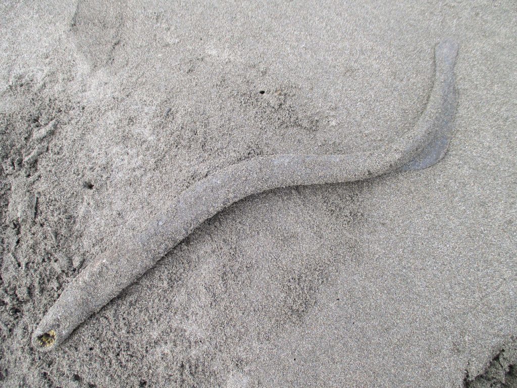 Pacific Lamprey