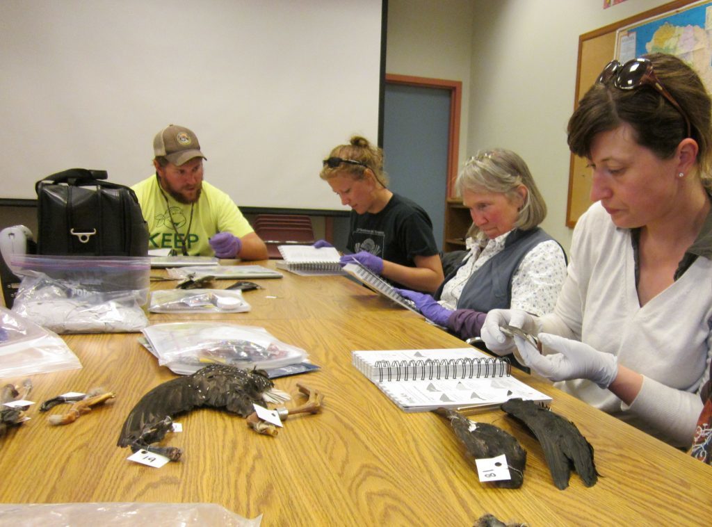 COASSTers try their hand at beached bird identification