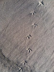 Three-toed Shorebird. So tiny!