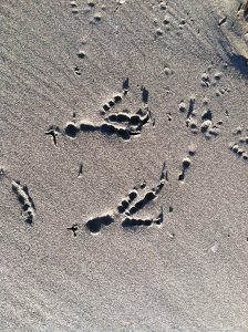 Crow foot. Toes are segmented. With fast movement, front nails make drag marks in sand.