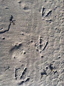 Larid (gull) print. Bird is walking towards the top of the photo.