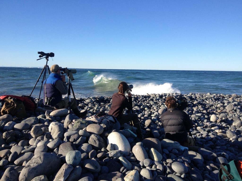 Shore-based surveys of pelagic birds.