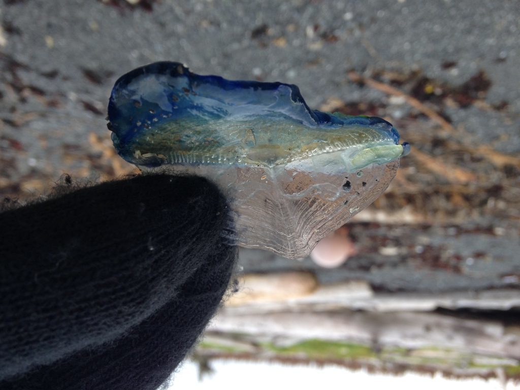 Velelella velella have been turned up at Middleton this summer, too.