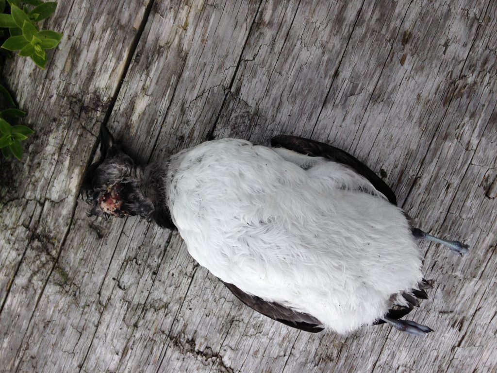 Cassin's Auklet's Auklet found on Middleton by Charlie.