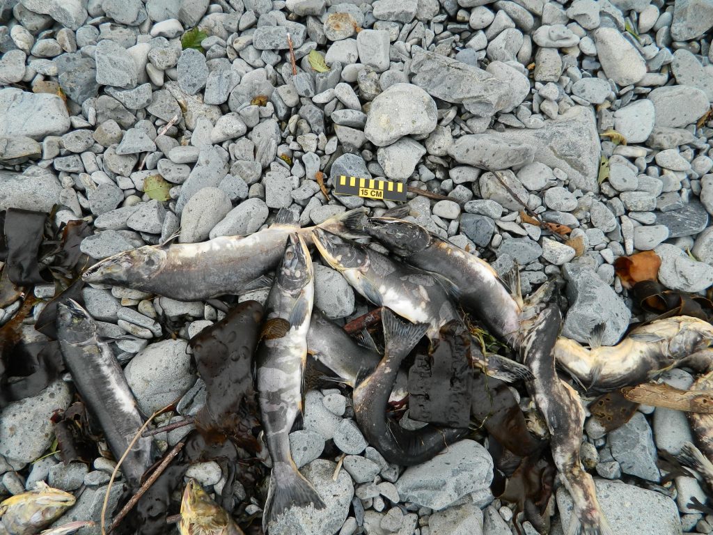 All pink salmon in this photo,  on a beach bordering Sitka Sound. 