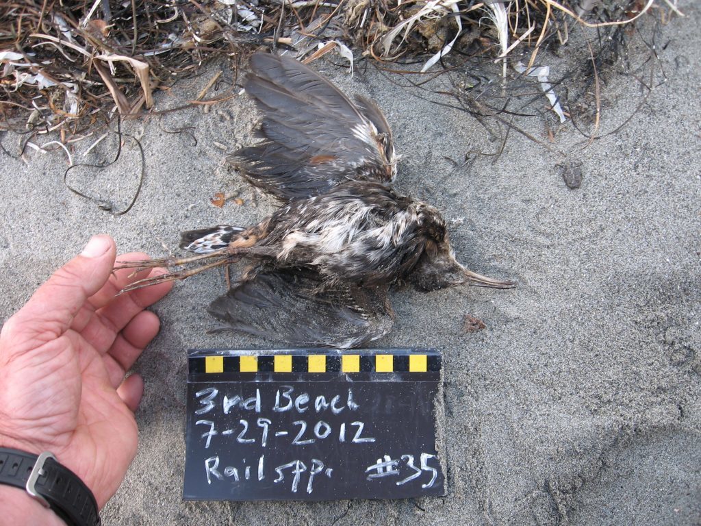 Image of Virginia Rail