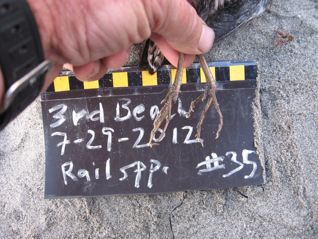 Image of Virginia Rail foot