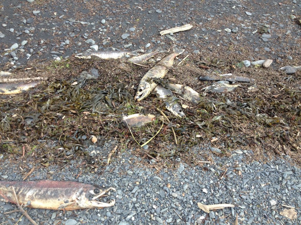 Salmon wrack. Bottom left? Spawned-out sockeye salmon.