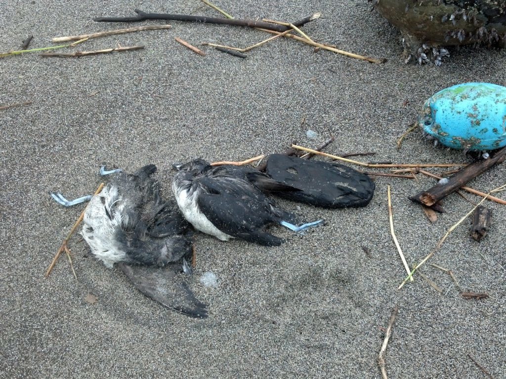 Just two of the 179 birds Patty counted on 12/23 near Neskowin, OR.