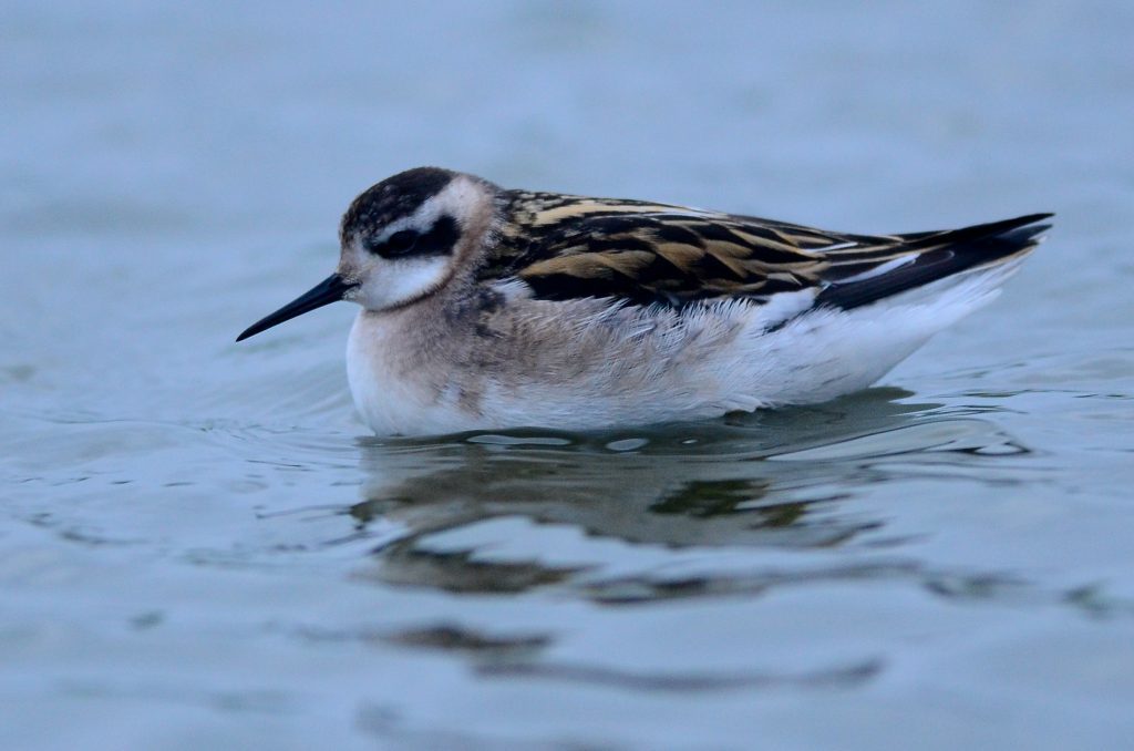 Red-necked Phalarope.