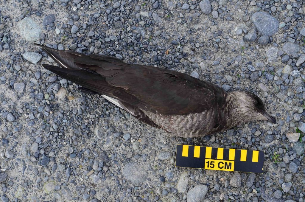 Parasitic Jaeger (complete with COASST ruler!)