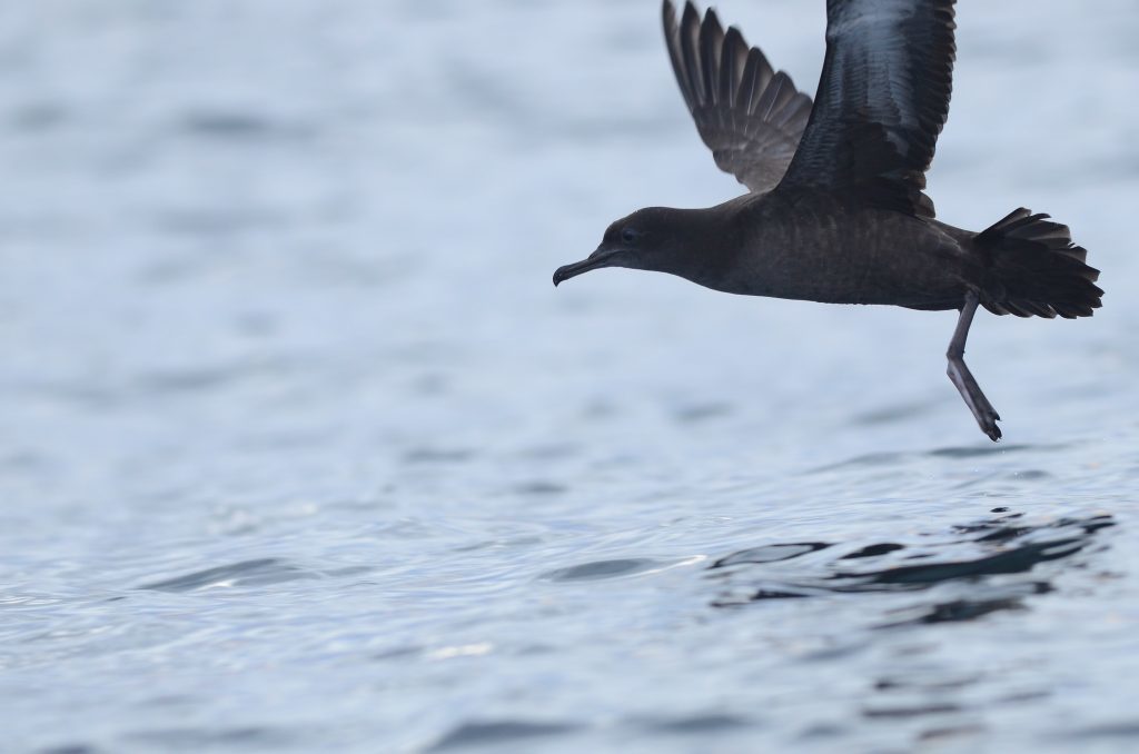 Sooty Shearwater.