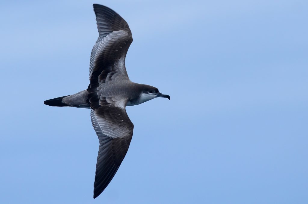 Buller's Shearwater.