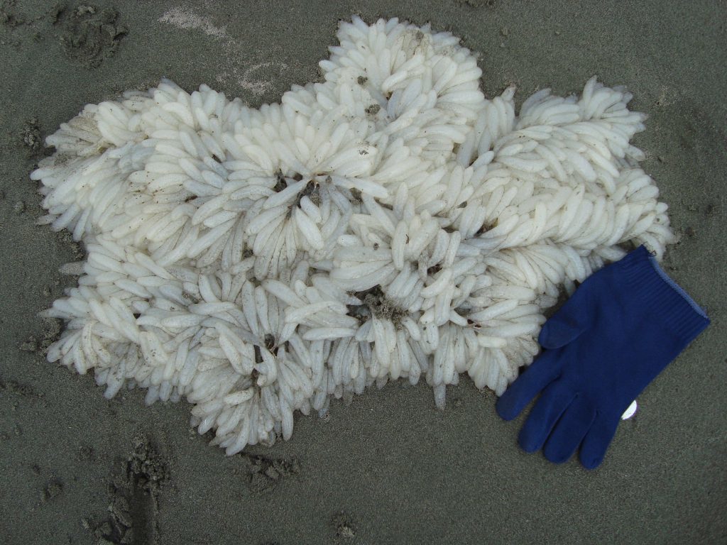 Helen and Peter's BIG find! A cluster of squid eggs on Haskin Park beach.